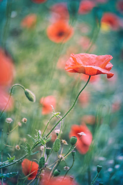 istock Blooming red poppies and sunny summer meadow 1249019540