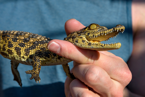 Man holding a baby crocodile in his hands.