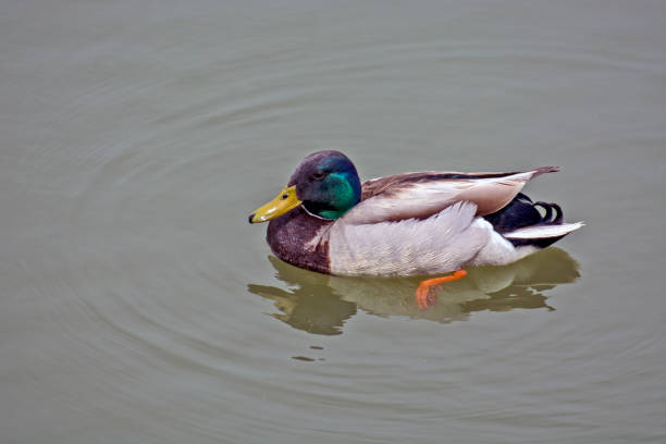 istock Duck in the water 1249020771