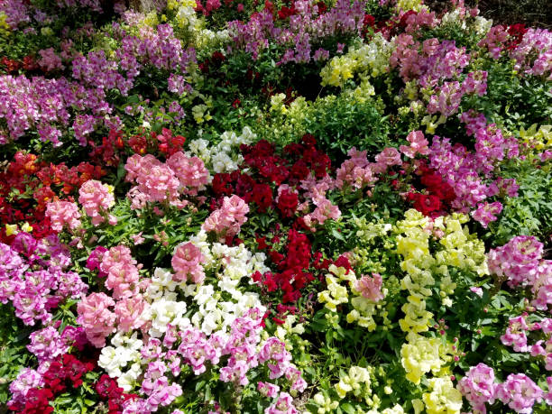 istock Landscape with a multicolored snapdragon flowerbed 1249021034