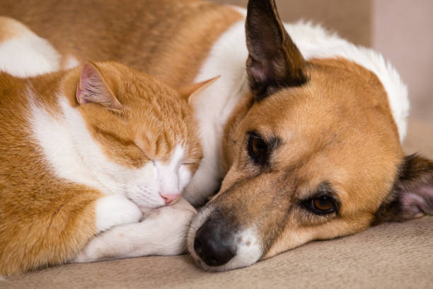 istock Cat and dog resting together on sofa. Best friends. 1249021041
