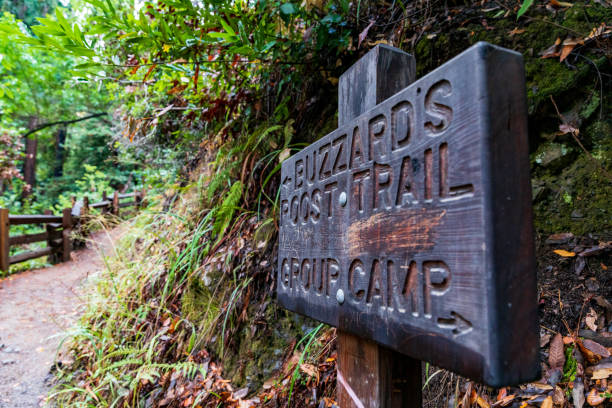 A Trail Walk In Big Sur. Buzzard's Roost Trail Is A Beautiful National Park Hiking Track In California