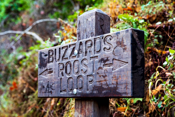 Buzzard's Roost Loop Trail Walk In California's Big Sur Region Is A Beautiful Experience