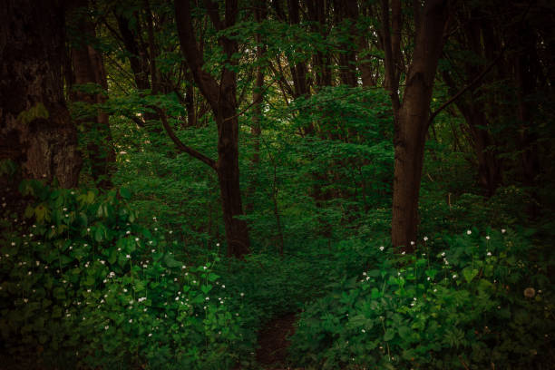 Beautiful forest with white flowers and a path