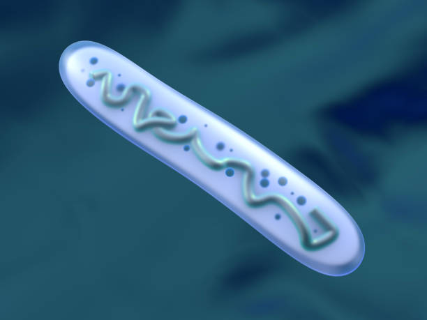 istock 3D rendered Illustration of a Lactobacillus Bacteria 1249021983