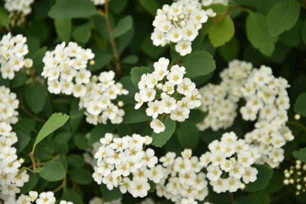 istock plant with white flowers  in Bistrita Romania 1249022432