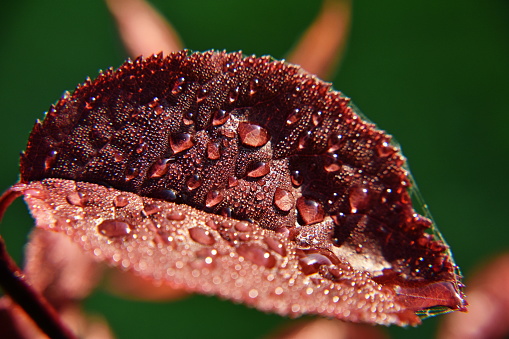 burgundy  leaf with dew