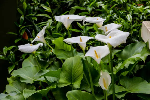 Large flawless white Calla lilies flowers, Zantedeschia aethiopica, with a bright yellow spadix in the centre of each flower.  The flowers are surrounded by lush green leaves in springtime in London.