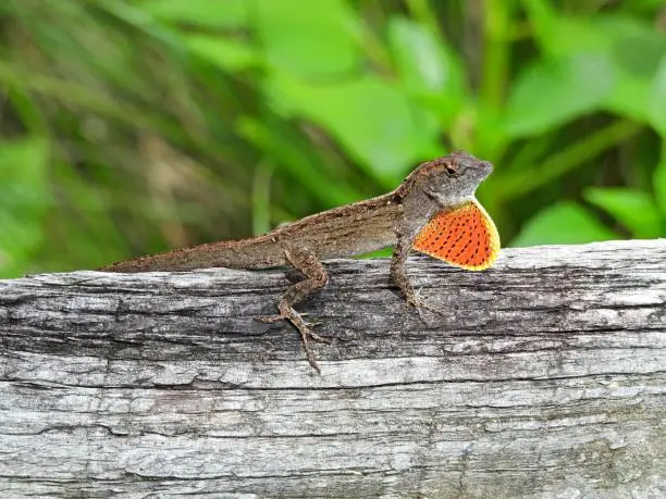 Photo of Brown Anole (Anolis sagrei) resting on a wood fence with dewlap extended