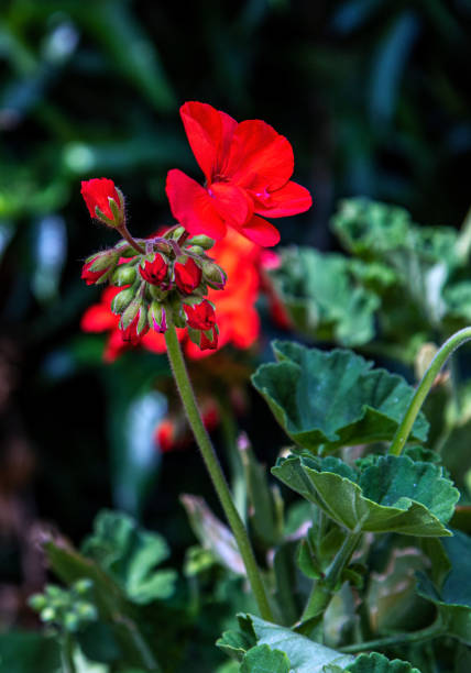 istock Close-up of red colored wild flower 1249025211