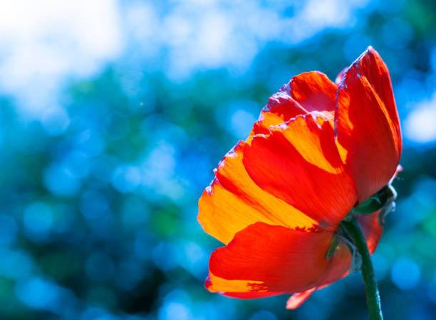 istock Red poppy on the beautiful blurred background 1249027244