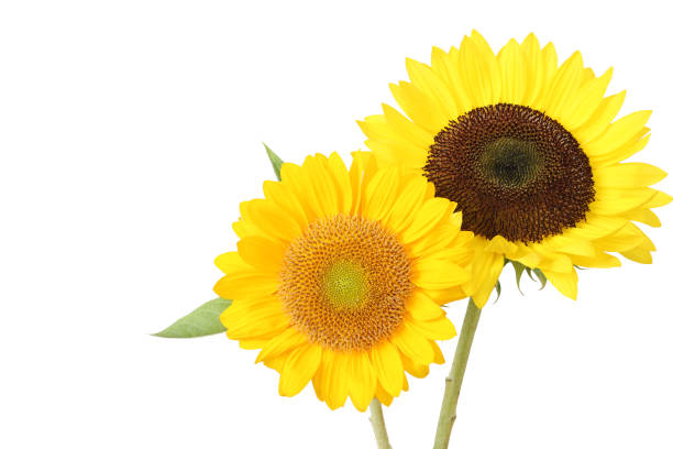 sunflower in a white background stock photo