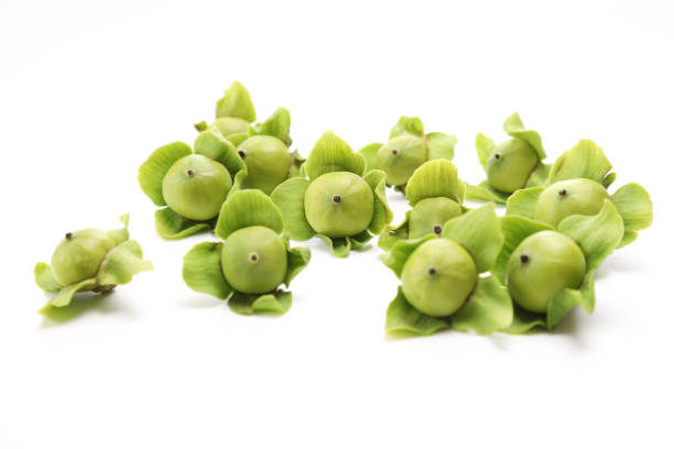 Nanche is a seasonal fruit that can only be found from April to the end of May or June. The main producing states are Guerrero, Nayarit and Michoacán.