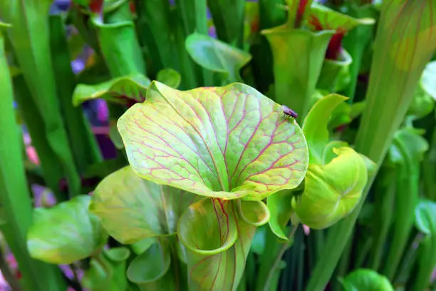 Sarracenia pitcher plants, commonly called trumpet pitchers.