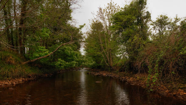Irish trout fishing river