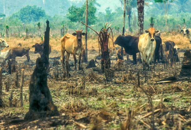 Cattle Ranching in the Amazon Region Since the 1960s, the cattle herd of the Amazon Basin has increased from 5 million to more than 70-80 million heads. Around 15% of the Amazon forest has been replaced and around 80% of the deforested areas have been covered by pastures. deforestation stock pictures, royalty-free photos & images
