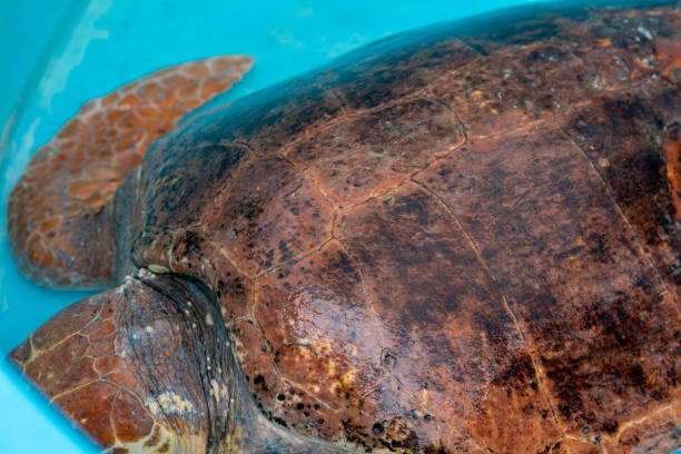 istock Shell of an adult Loggerhead Turtle 1249035566