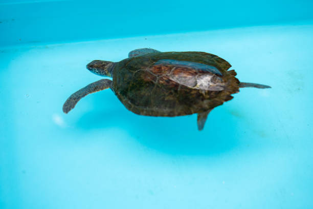 istock Baby Loggerhead Turtle in a swimming pool 1249035570