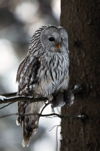 Photo of Ural owl (Strix uralensis) with catched prey on branch in winter