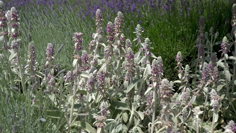 Bush of white sage herbs