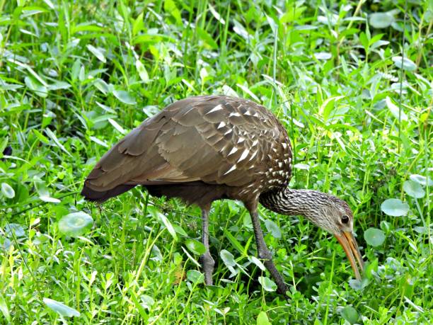 istock Limpkin (Aramus guarauna) foraging in the grass 1249037085