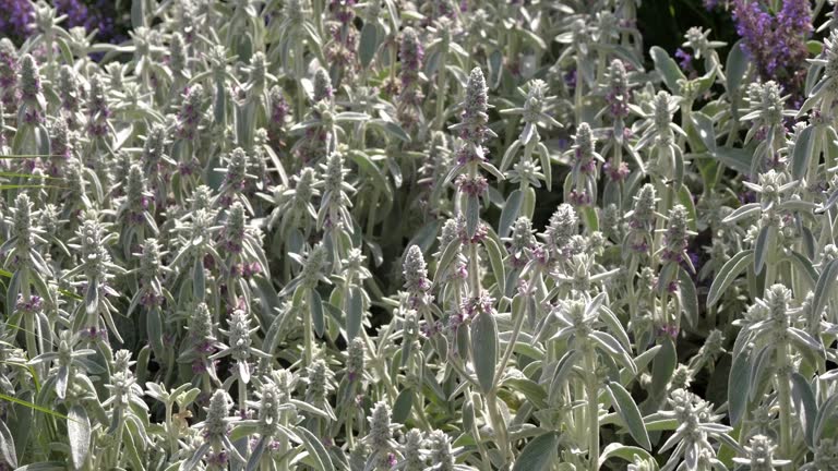 Bush of white sage herbs