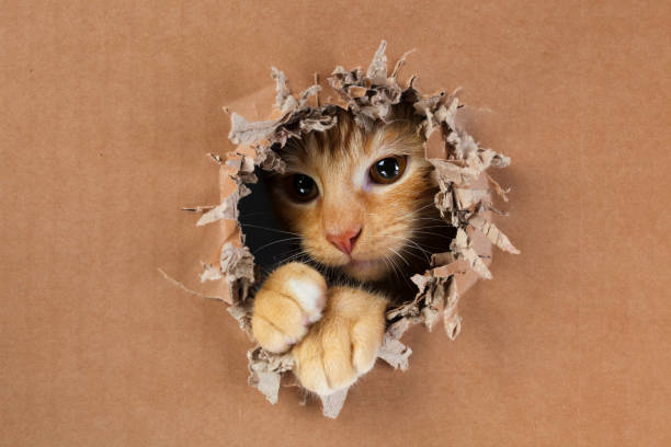 istock Adorable kitten clawing and biting at hole in cardboard box. Ginger tabby cat. 1249037337