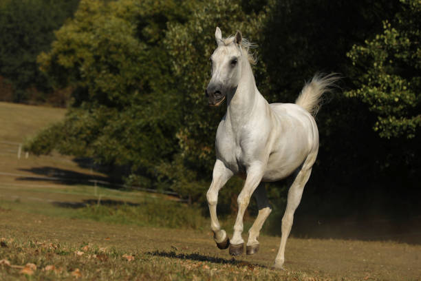 istock White horse galloping on meadow. Lipizzan mare on pasture. Rural scene. 1249037888