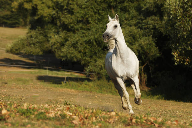 White horse galloping on meadow. Lipizzan mare on pasture. Farm rural scene