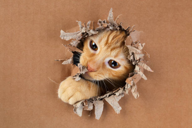 istock Adorable kitten clawing and biting at hole in cardboard box. Ginger tabby cat. 1249037904