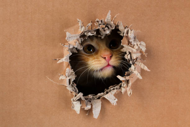 istock Adorable kitten clawing and biting at hole in cardboard box. Ginger tabby cat. 1249037916