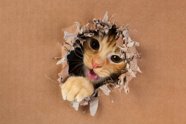 istock Adorable kitten clawing and biting at hole in cardboard box. Ginger tabby cat. 1249037926