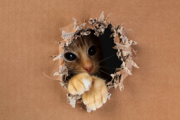 istock Adorable kitten clawing and biting at hole in cardboard box. Ginger tabby cat. 1249037930