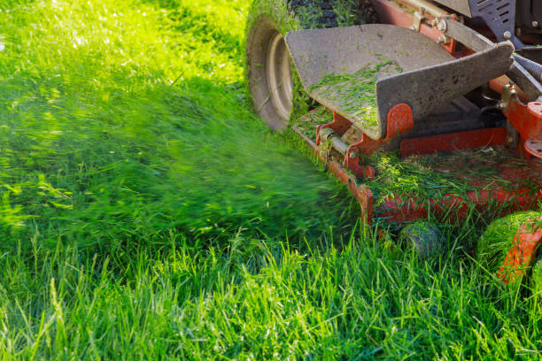 istock Close up of cutting grass with using petrol lawn mower 1249038300