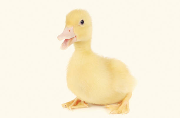 istock baby duck isolated over white background 1249039986