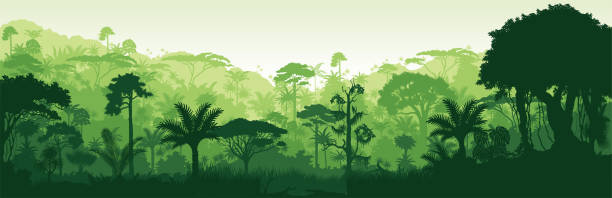 illustrazioni stock, clip art, cartoni animati e icone di tendenza di vettore orizzontale foresta pluviale tropicale sfondo giungla - rainforest