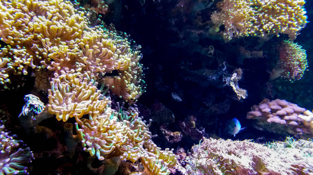 istock Sea anemones with different coloration in a home aquarium setting 1249041733