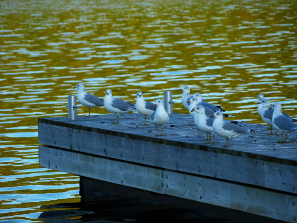 Scenes from Manitoulin Island, ON, Canada