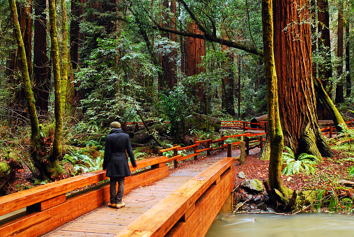 Mill Valley, CA, USA January 25 2010 A young woman strolls a bridge along a path through a redwood forest in Muir Woods, in Mill Valley, California