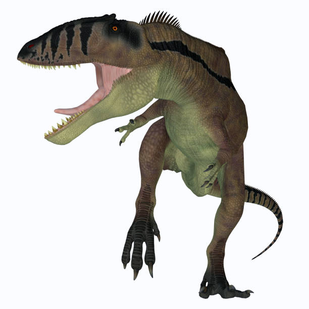 dinossauro carcharodontosaurus carnivore - prehistoric antiquity - fotografias e filmes do acervo