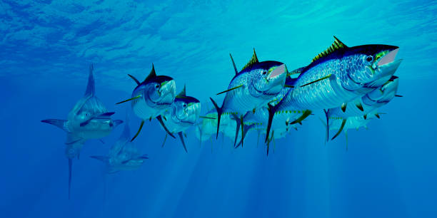 marlin después de la escuela de atún de aleta amarilla - tuna sea underwater fish fotografías e imágenes de stock