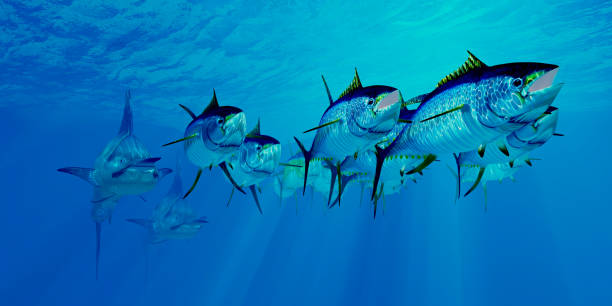 istock Marlin after Yellowfin Tuna School 1249051156