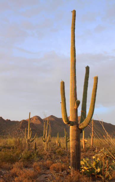 sahuaro sunset - tucson, arizona - sahuaro imagens e fotografias de stock