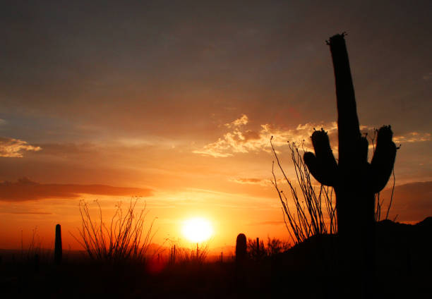 sahuaro sunset - tucson, arizona - sahuaro imagens e fotografias de stock