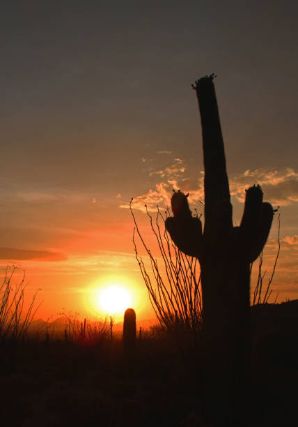 sahuaro sunset - tucson, arizona - sahuaro imagens e fotografias de stock