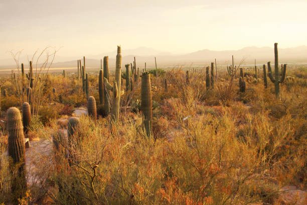 sahuaro sunset - tucson, arizona - sahuaro imagens e fotografias de stock