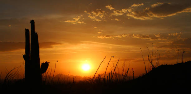 sahuaro sunset - tucson, arizona - sahuaro imagens e fotografias de stock