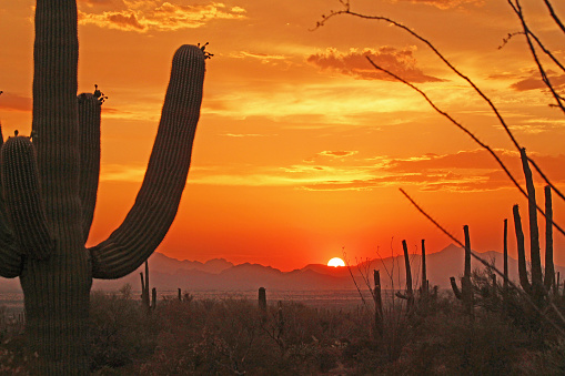 The sun slips beneath the Sonoran Desert just West of Tucson on a warm summer evening near the West Sahuaro National Monument Park in.