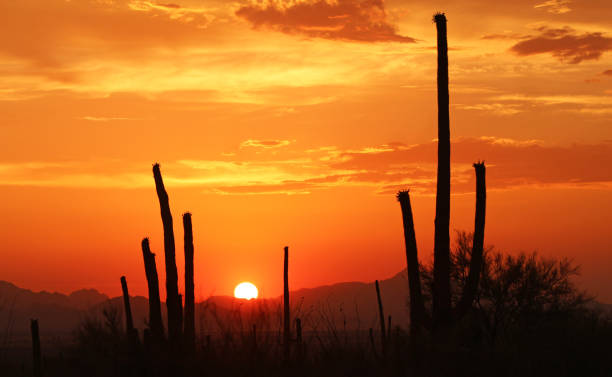 sahuaro sunset - tucson, arizona - sahuaro imagens e fotografias de stock