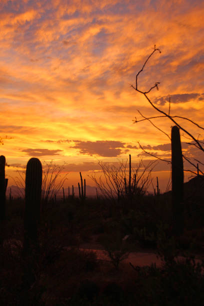 sahuaro sunset - tucson, arizona - sahuaro imagens e fotografias de stock